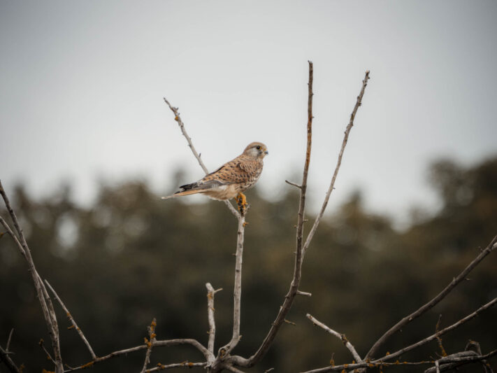 OM System OM-1 Mark II Test - Mein Erfahrungsbericht - om system om 1 mark ii test 54 OM System OM-1 Mark II Test - Mein Erfahrungsbericht - om system om 1 mark ii test 54