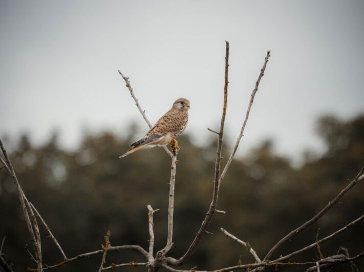 OM System OM-1 Mark II Test - Mein Erfahrungsbericht - om system om 1 mark ii test 55 OM System OM-1 Mark II Test - Mein Erfahrungsbericht - om system om 1 mark ii test 55