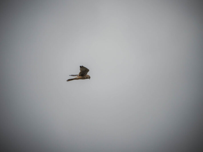 OM System OM-1 Mark II Test - Mein Erfahrungsbericht - om system om 1 mark ii test 57 OM System OM-1 Mark II Test - Mein Erfahrungsbericht - om system om 1 mark ii test 57