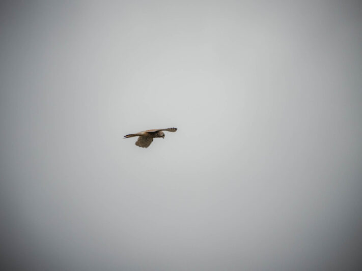 OM System OM-1 Mark II Test - Mein Erfahrungsbericht - om system om 1 mark ii test 58 OM System OM-1 Mark II Test - Mein Erfahrungsbericht - om system om 1 mark ii test 58