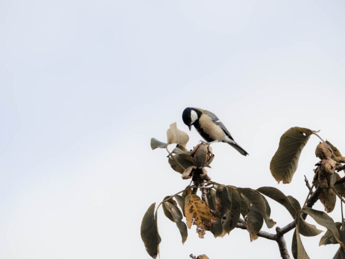 OM System OM-1 Mark II Test - Mein Erfahrungsbericht - om system om 1 mark ii test 65 OM System OM-1 Mark II Test - Mein Erfahrungsbericht - om system om 1 mark ii test 65