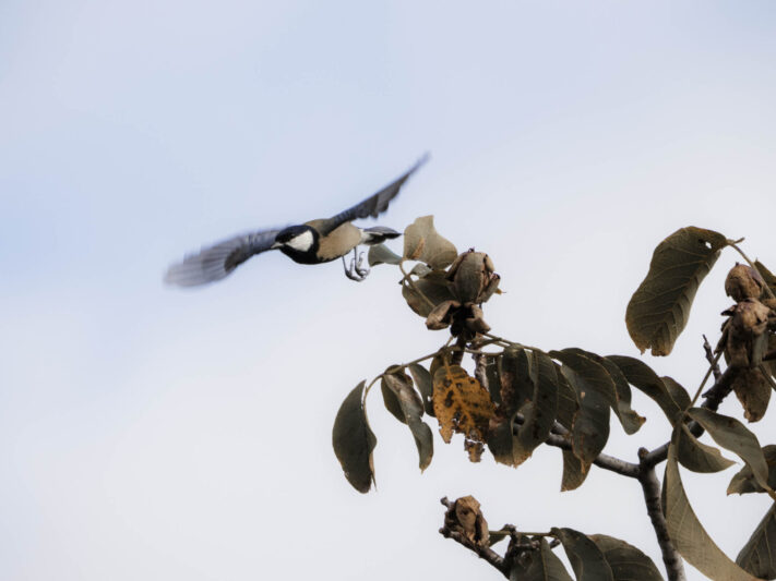 OM System OM-1 Mark II Test - Mein Erfahrungsbericht - om system om 1 mark ii test 66 OM System OM-1 Mark II Test - Mein Erfahrungsbericht - om system om 1 mark ii test 66