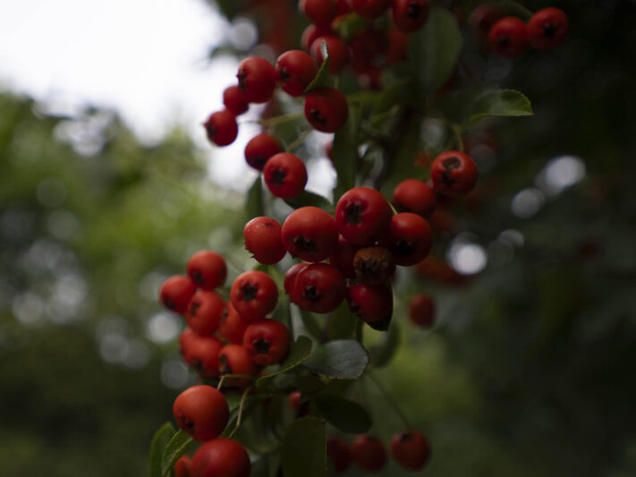 OM System OM-1 Mark II Test - Mein Erfahrungsbericht - om system om 1 mark ii test 67 OM System OM-1 Mark II Test - Mein Erfahrungsbericht - om system om 1 mark ii test 67