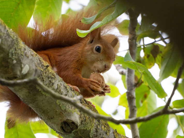 OM System OM-1 Mark II Test - Mein Erfahrungsbericht - om1 mark ii test 1 2 OM System OM-1 Mark II Test - Mein Erfahrungsbericht - om1 mark ii test 1 2