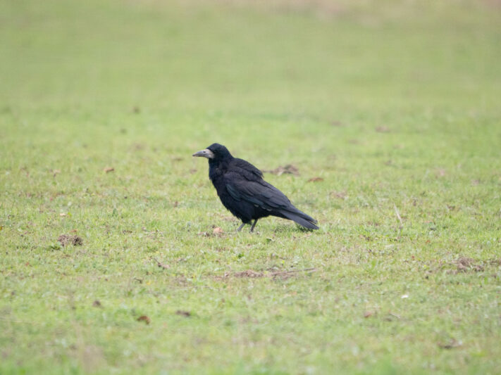 OM System OM-1 Mark II Test - Mein Erfahrungsbericht - om1 mark ii test 1 OM System OM-1 Mark II Test - Mein Erfahrungsbericht - om1 mark ii test 1