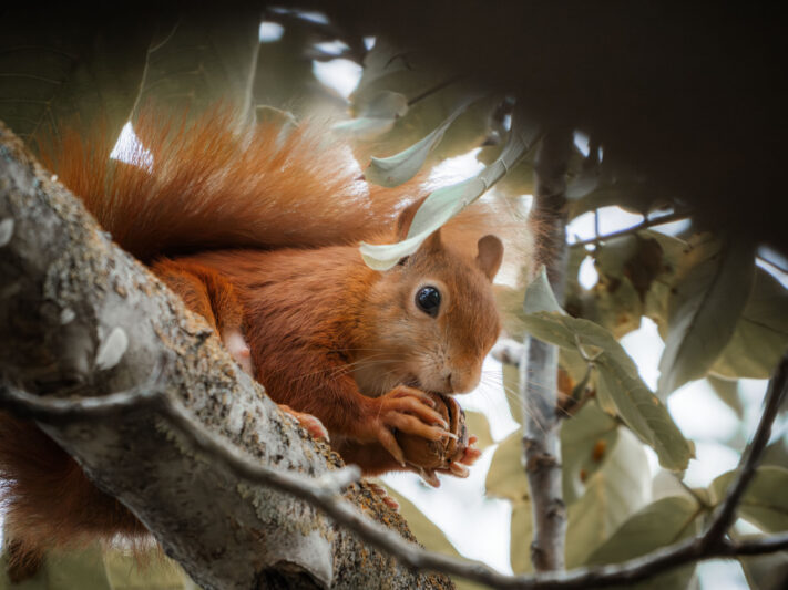 OM System OM-1 Mark II Test - Mein Erfahrungsbericht - om1 mark ii test 2 OM System OM-1 Mark II Test - Mein Erfahrungsbericht - om1 mark ii test 2