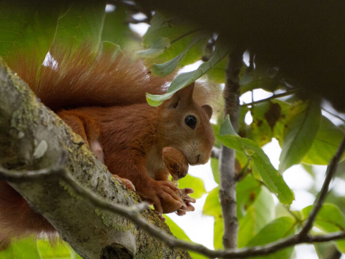 OM System OM-1 Mark II Test - Mein Erfahrungsbericht - om1 mark ii test 3 OM System OM-1 Mark II Test - Mein Erfahrungsbericht - om1 mark ii test 3