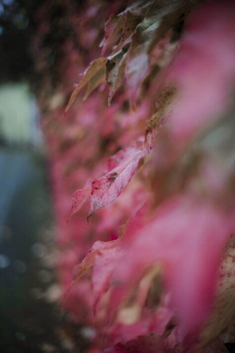 Objektive aus China - gut und echte Alternative oder nicht? 50