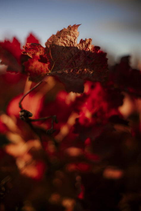 Pergear 35mm 1.4 Test 2025 - Erfahrungsbericht & überraschende Ergebnisse 40