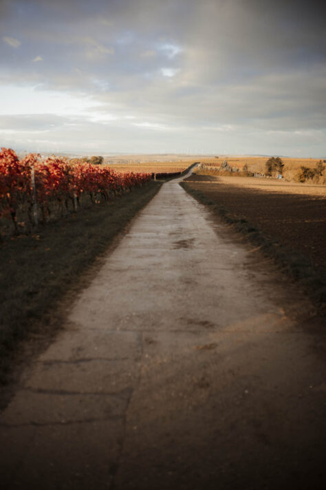 Objektive aus China - gut und echte Alternative oder nicht? 52