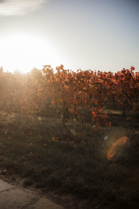Pergear 35mm 1.4 Test 2025 - Erfahrungsbericht & überraschende Ergebnisse 21