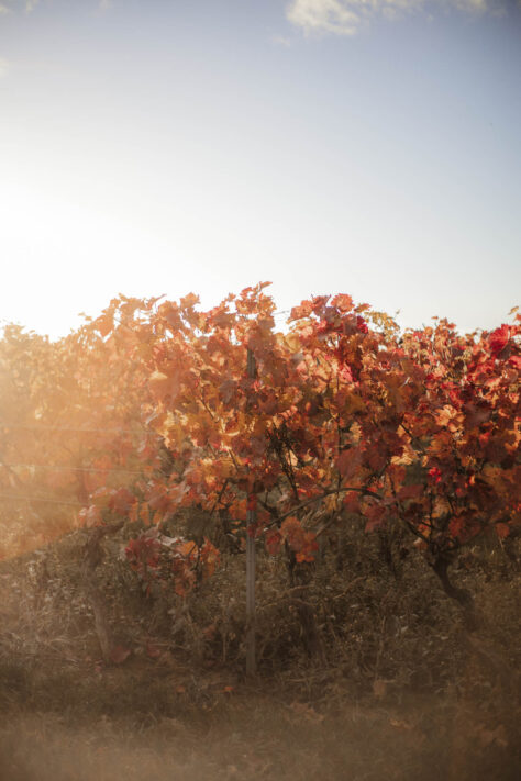 Pergear 35mm 1.4 Test 2025 - Erfahrungsbericht & überraschende Ergebnisse 19