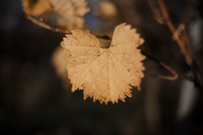 Herbst fotografieren: 10 Ideen für stimmungsvolle Herbstfotos 3