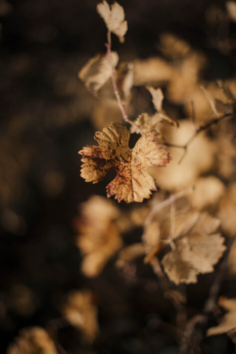 Objektive aus China - gut und echte Alternative oder nicht? 51