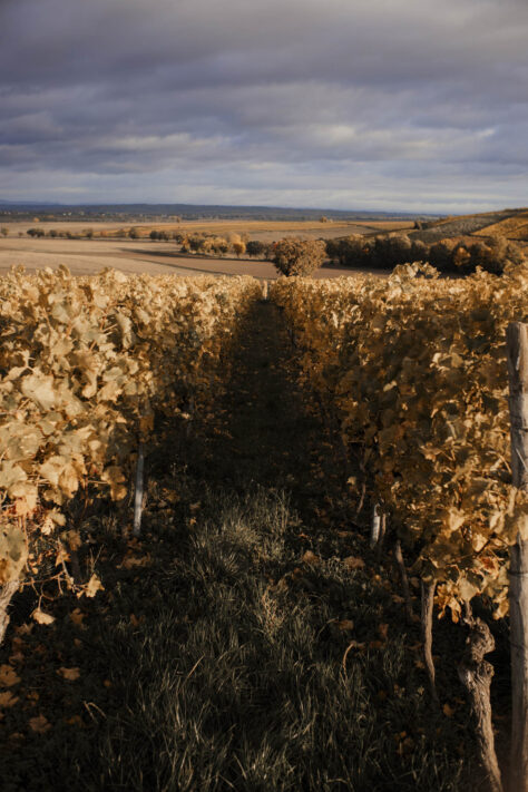 Pergear 35mm 1.4 Test 2025 - Erfahrungsbericht & überraschende Ergebnisse 55