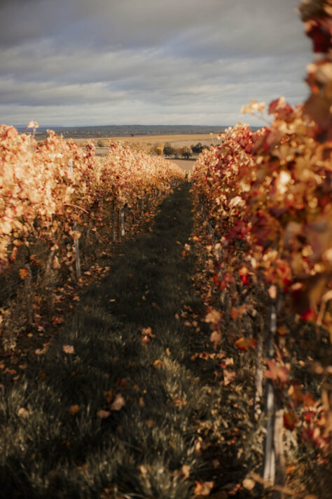 Objektive aus China - gut und echte Alternative oder nicht? 48