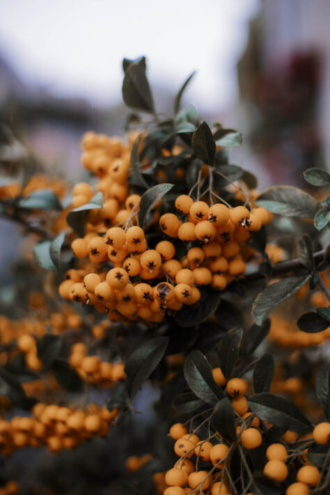 Pergear 35mm 1.4 Test 2025 - Erfahrungsbericht & überraschende Ergebnisse 47