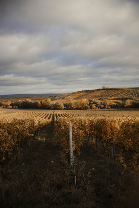 Pergear 35mm 1.4 Test 2025 - Erfahrungsbericht & überraschende Ergebnisse 52