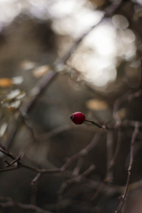 Objektive aus China - gut und echte Alternative oder nicht? 47