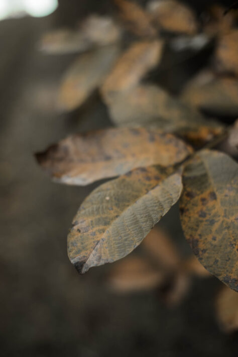 Pergear 35mm 1.4 Test 2025 - Erfahrungsbericht & überraschende Ergebnisse 36