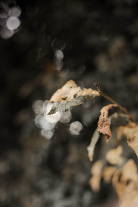 Pergear 35mm 1.4 Test 2025 - Erfahrungsbericht & überraschende Ergebnisse 35