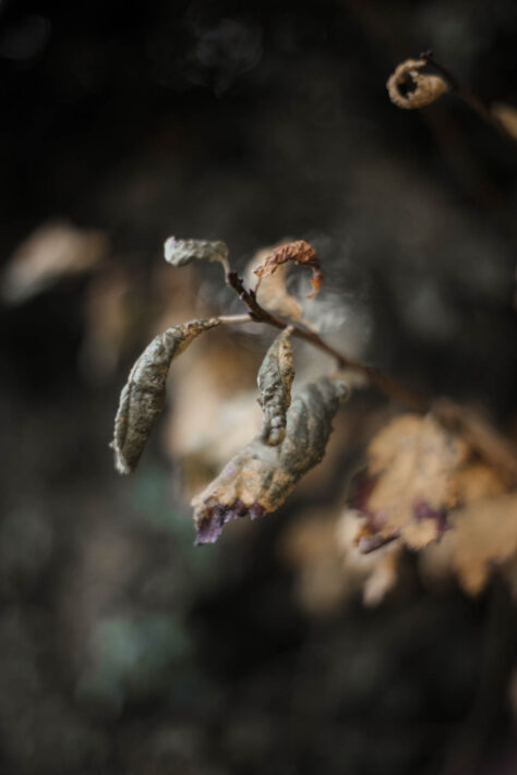 Pergear 35mm 1.4 Test 2025 - Erfahrungsbericht & überraschende Ergebnisse 34