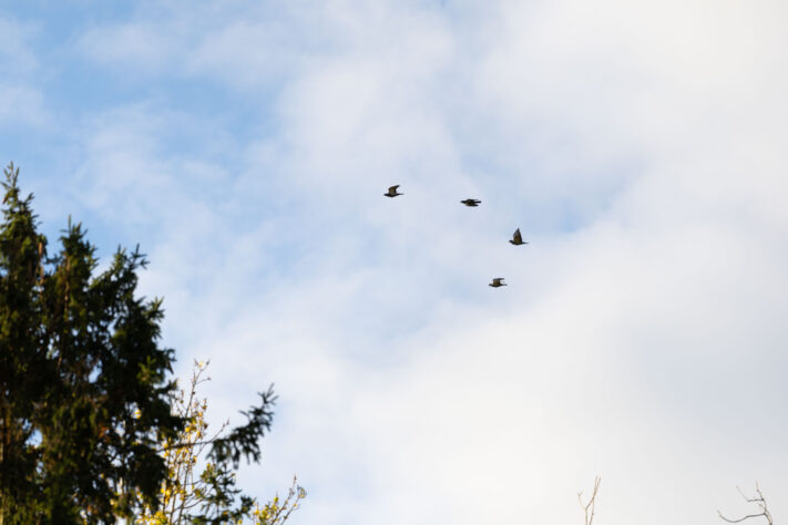 Canon EOS R1 Test - canon eos r1 test 14 Canon EOS R1 Test - canon eos r1 test 14