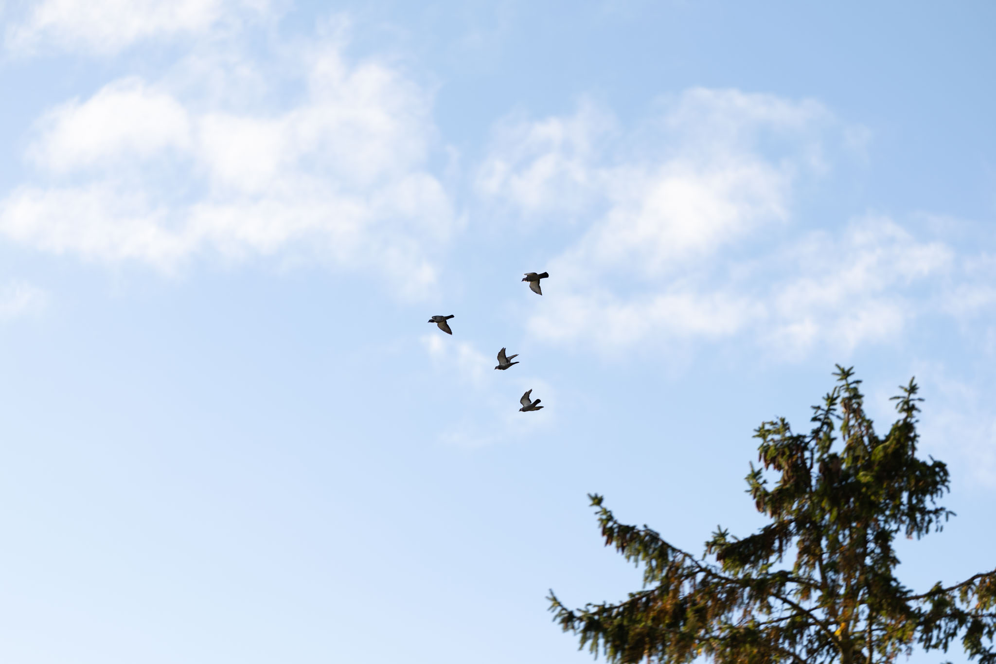 Canon EOS R1 Test - canon eos r1 test 15 Canon EOS R1 Test - canon eos r1 test 15