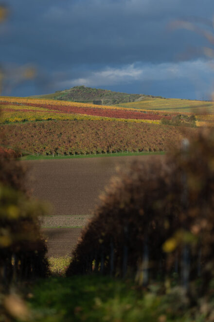 Canon EOS R1 Test - canon eos r1 test 18 Canon EOS R1 Test - canon eos r1 test 18