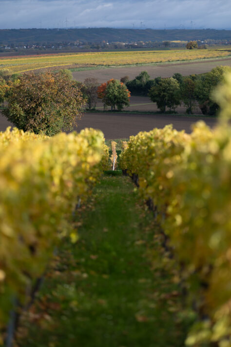 Canon EOS R1 Test & Erfahrungen - High-End Kamera f&uuml;r Profis 171