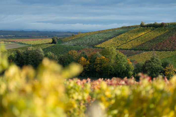 Canon EOS R1 Test - canon eos r1 test 22 Canon EOS R1 Test - canon eos r1 test 22