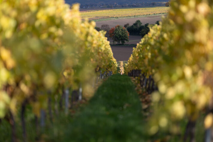 Canon EOS R1 Test - canon eos r1 test 23 Canon EOS R1 Test - canon eos r1 test 23