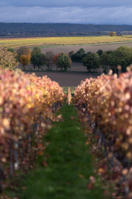 Canon EOS R1 Test - canon eos r1 test 24 1 Canon EOS R1 Test - canon eos r1 test 24 1