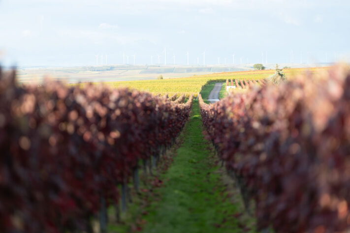 Canon EOS R1 Test - canon eos r1 test 3 Canon EOS R1 Test - canon eos r1 test 3