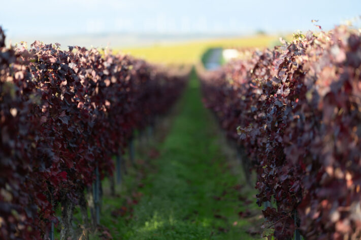 Canon EOS R1 Test - canon eos r1 test 4 Canon EOS R1 Test - canon eos r1 test 4