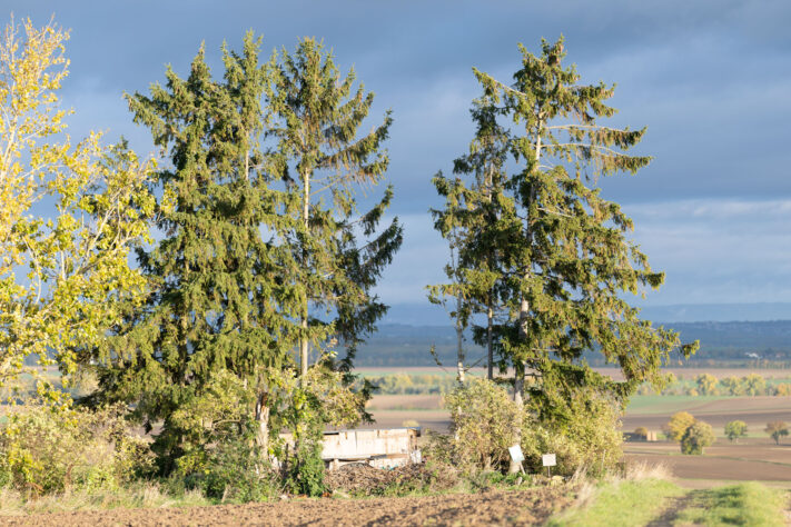 Canon EOS R1 Test - canon eos r1 test 6 Canon EOS R1 Test - canon eos r1 test 6