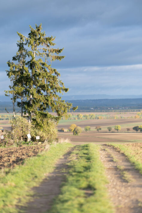 Canon EOS R1 Test & Erfahrungen - High-End Kamera f&uuml;r Profis 159