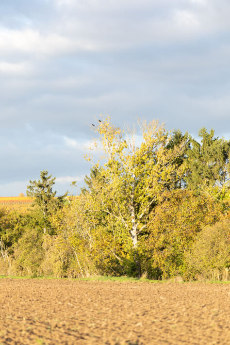 Canon EOS R1 Test & Erfahrungen - High-End Kamera f&uuml;r Profis 160