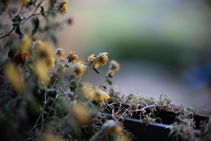 Bild anschauen: 117 Canon RF 45mm 1.2 STM Test - Review des günstigen Lichtriesen: Beispielbild Nummer 116