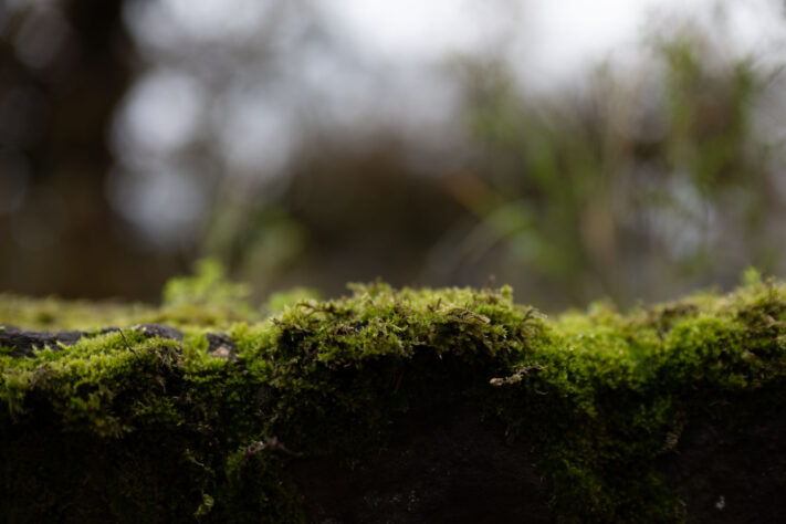 Bild anschauen: 121 Canon RF 45mm 1.2 STM Test - Review des günstigen Lichtriesen: Beispielbild Nummer 120