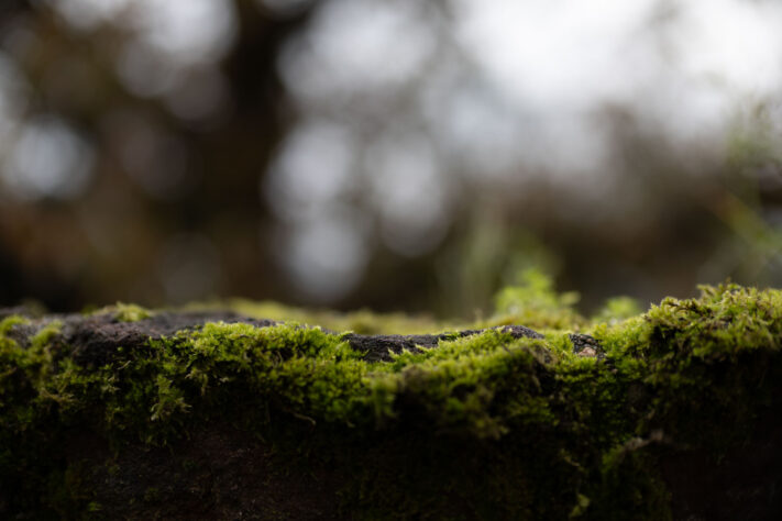 Bild anschauen: 123 Canon RF 45mm 1.2 STM Test - Review des günstigen Lichtriesen: Beispielbild Nummer 122