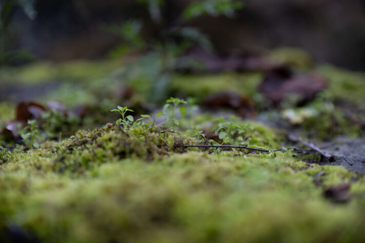 Bild anschauen: 125 Canon RF 45mm 1.2 STM Test - Review des günstigen Lichtriesen: Beispielbild Nummer 124