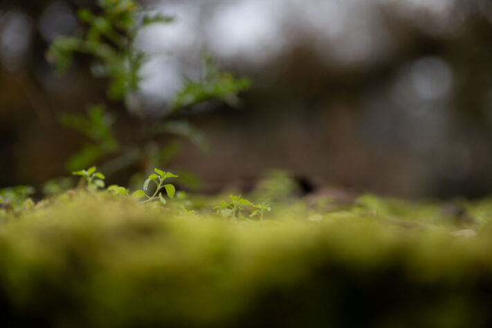 Bild anschauen: 127 Canon RF 45mm 1.2 STM Test - Review des günstigen Lichtriesen: Beispielbild Nummer 126