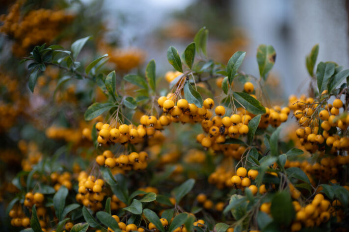 Bild anschauen: 129 Canon RF 45mm 1.2 STM Test - Review des günstigen Lichtriesen: Beispielbild Nummer 128