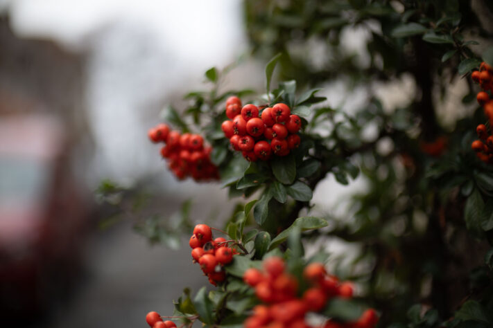 Bild anschauen: 131 Canon RF 45mm 1.2 STM Test - Review des günstigen Lichtriesen: Beispielbild Nummer 130