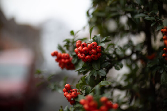 Bild anschauen: 133 Canon RF 45mm 1.2 STM Test - Review des günstigen Lichtriesen: Beispielbild Nummer 132