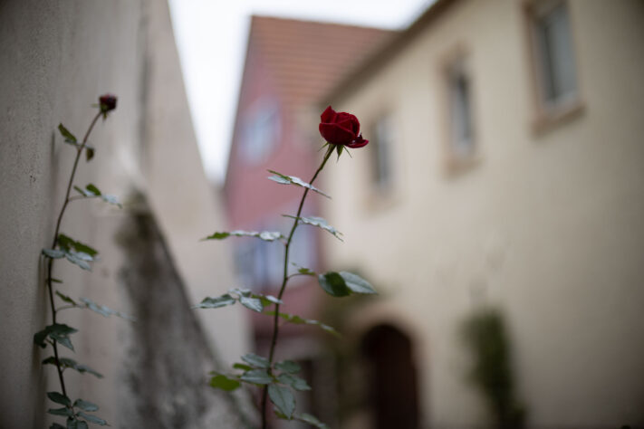 Bild anschauen: 113 Canon RF 45mm 1.2 STM Test - Review des günstigen Lichtriesen: Beispielbild Nummer 112