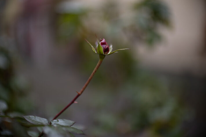 Bild anschauen: 137 Canon RF 45mm 1.2 STM Test - Review des günstigen Lichtriesen: Beispielbild Nummer 136