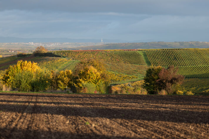 Canon RF 135mm 1.8 L IS USM Test - Schärfe & Bokeh genau angeschaut 25