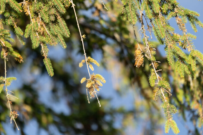 Canon RF 135mm 1.8 L IS USM Test - Schärfe & Bokeh genau angeschaut 34